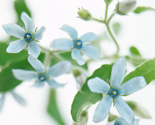 �u���[�X�^�[