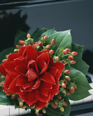 �O���������A�E�u�[�P�̗�